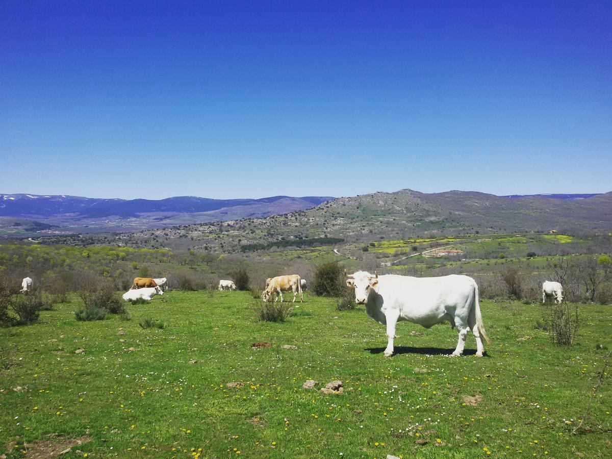 Al Viento, Alojamiento & Turismo Rural Horcajuelo Villa Horcajuelo de la Sierra Ngoại thất bức ảnh